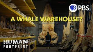 Inside the World’s ONLY Whale Warehouse 