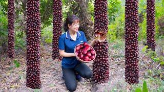 AMAZING Harvest Forest Jewel - 2 years living alone in the forest | Ly Tieu Luyen