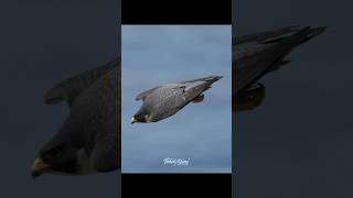 Odin, the new King in town displaying his speed....#falcon #peregrinefalcon #birdsofprey #odin