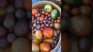 Garden harvest #garden #gardenharvest #homegardening #tomato #harvesttime #harvest #backyardgarden