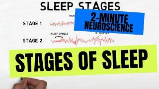 2-Minute Neuroscience: Stages of Sleep