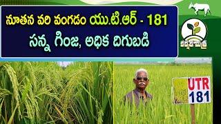 రైతును మెప్పించిన నూతన వరి వంగడం యు.టి.ఆర్ - 181 | Best New Rice Variety UTR - 181 | Karshaka Mitra