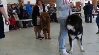 Тибетский мастиф. ВСЕПОРОДНАЯ ВЫСТАВКА СОБАК г.ТОЛЬЯТТИ(14.02.16)