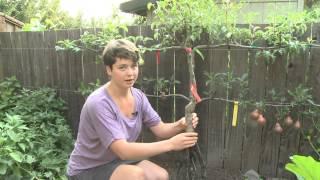 Espalier With Valya Boutenko 1 of 2