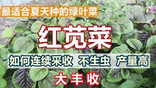 喜热绿叶菜【红绿苋菜】如何不生虫, 连续吃上整个夏天 夏天种什么