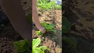 상추와 함께 먹으면 좋은 음식 3가지 #건강정보 #한량아줌마건강밥상 #상추 #텃밭 #다이어트