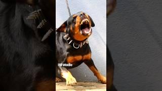 angry dog sound #shorts #dog #rottweiler #viral