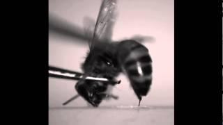 The stinging action of honey bees versus paper wasps