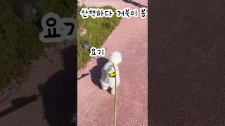산책하다 거북이만난 강아지 #남생이