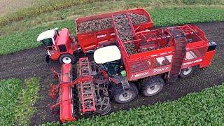 12 row Sugarbeet harvesting | Rovers Boekel l Holmer / Agrifac Hexx Traxx 12 | Gilles overlaadwagen