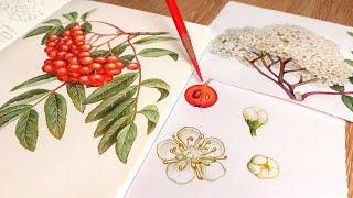 The art of creating botanical illustrations  Draw With Me