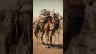 Camels in Australia's Postal Service