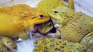 Asian Bullfrog Compete for Many Crickets & Worms! Asian Bullfrog Live Feeding