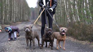 Staffordshire Bull Terrier - walk in the forest