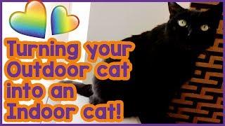 How to Make an Outdoor Cat an Indoor Cat! Turning Your Cat from and Outdoor Cat to an Indoor Cat!