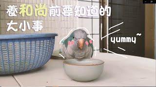 【快樂鳥日子】養和尚鸚鵡前你要知道的事情 / Before having a monk parrot