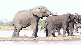 GIANT Elephant Bull | Breeding Herds | Rivalry | Trumpeting