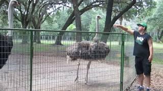 This is the Aggressive Behavior and Scary Sound of an Ostrich