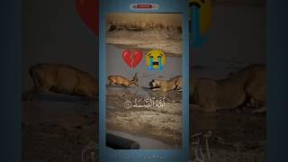 Heart-Touching Surah Al-Ikhlas Recitation | Lion Attacks Deer in the Wild – Emotional Wildlife Scene