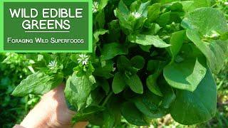 Wild Edible Greens, Foraging Your Own Wild Superfoods