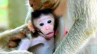 Congratulations Newborn Baby Monkey - Fresh New Baby Monkey