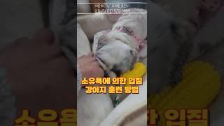 강아지가 사납게 행동하며 입질할때 확실한 훈련법