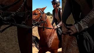 Nice Canter with the ladies in South Africa. #horsebacksafari #caballos #horse #aventuras