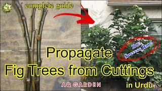 How to Grow a Fig Tree from a Cutting | Propagate Figs for your Garden | AQ Garden