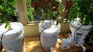 Dutch Bucket Hydroponics System