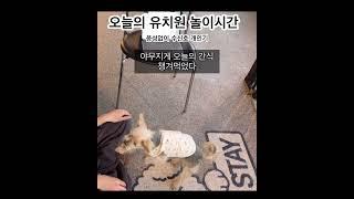 강아지 유치원 놀이&간식 시간 #강아지일기 #dog #반려견 #개 #강아지일상 #doglife #강아지브이로그 #반려견일상 오늘도 귀여운 #요키 덕구모찌리