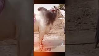majid shah new vedao