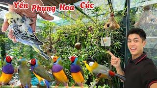 Chọn lựa và thả chim trên tầng 30 MẪU AVIARY có tường cây nhiệt đới tự nhiên || Đạt Bird TV