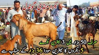 Best Deal Bakra Mandi Gondal Attock Latest Update 4 November 2024 | Naseeb Ka Soda