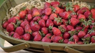 How to Grow Strawberries | Mitre 10 Easy As Garden