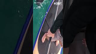 Curious orcas investigate paddleboarder