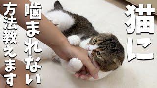Must see! Here's how to avoid being bitten by cats! [Bite time]