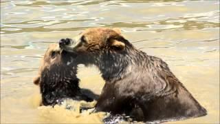 Brown Bears Playing in the Water