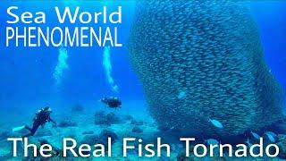 TUNA TORNADO - The Real FISH TORNADOAwesome Underwater Phenomenon