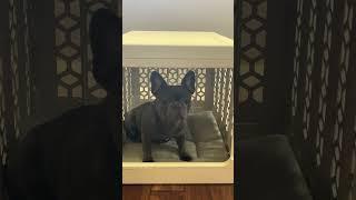 Yoda's crate! 🩷 #puppy #petaccessories #frenchbulldog  #aesthetic #dogcrate #petlovers #doglover