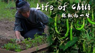 The Whole Life of a Chili Pepper：Green and Red Hues Swing, Delicious Flavors Rely on Its Seasoning