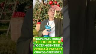 #обрезкадерева #обрезкасада #обрезкамолодогодерева #обрезкаяблони #обрезкагруши #обрезкасливы #сад