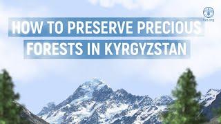 How to preserve forests in Kyrgyzstan