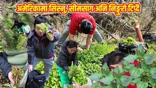 सिस्नु, सीमसाग र निङ्गुरे टिप्दै अमेरिकाको जङ्गलमा ||RR VANTAWA||