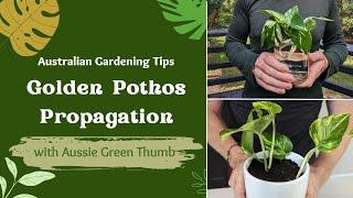 Golden Pothos Propagation: A Cutting to Plant Transformation with Aussie Green Thumb