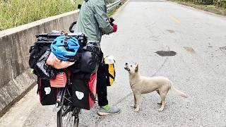 stray dog met a couple, sensed the woman's pregnancy, and followed them for 4 miles, protecting her.