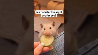 Is a Hamster Right for You? #pets #hamsters #shorts #fyp