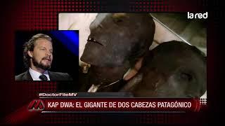 Doctor File se refiere a "Kap Dwa": El gigante de dos cabezas patagónico