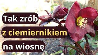 Co zrobić z ciemiernikami na wiosnę, kluczowe zabiegi pielęgnacyjne i ochrona ciemierników