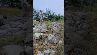 Solo in forest #shortsfeed #youtube #viralvideo #tranding #travel