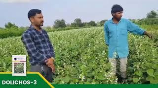 #Successstory #Sarpan Dolichos-3 | profitable crop | पावटा all season | call : 8884448098 #agri